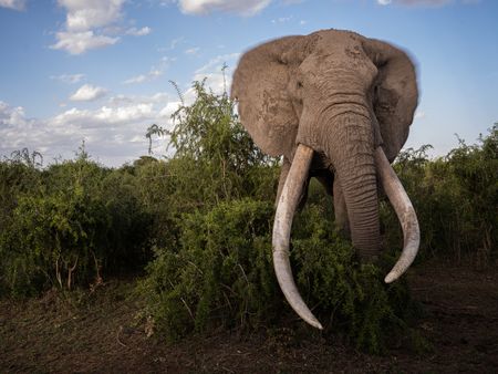 An elephant roams through Kimana Sanctuary, a crucial corridor that links Amboseli National Park with the Chyulu Hills and Tsavo protected areas in Kenya, on May 23, 2022. As well as being the largest land mammal on earth, elephants are a keystone species and play an important role in the environment where they live. However, having roamed the wild for 15 million years, today, this iconic species faces the biggest threats to its survival due to ivory poaching, human-wildlife conflict and habitat destruction. (National Geographic for Disney/Nichole Sobecki)
