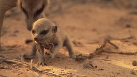 A very young meerkat pup it taught how to kill a scorpion by an older meerkat in the desert in South Africa. (BBC Motion Gallery - BBC Natural History/Getty Images)