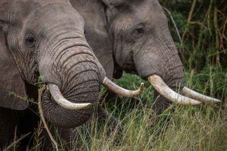 A family of elephants roams through Kimana Sanctuary, a crucial corridor that links Amboseli National Park with the Chyulu Hills and Tsavo protected areas in Kenya, on May 23, 2022. As well as being the largest land mammal on earth, elephants are a keystone species and play an important role in the environment where they live. However, having roamed the wild for 15 million years, today, this iconic species faces the biggest threats to its survival due to ivory poaching, human-wildlife conflict and habitat destruction. (National Geographic for Disney/Nichole Sobecki)