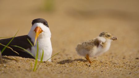 An African skimmer and its young chick. (National Geographic)