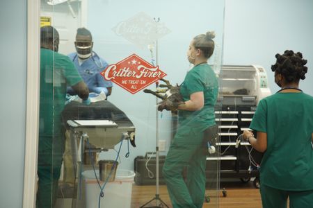 It is all hands on deck for Lenny the dog's eye enucleation surgery. (National Geographic for Disney/Sean Grevencamp)