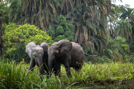 In the rainforests of Odzala, much of the vegetation is poisonous to eat for Forest elephants. Instead they only eat small amounts of each plant species, so as not to ingest too much.  (National Geographic for Disney/Fleur Bone)