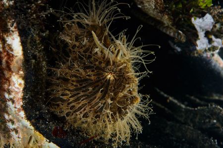 The hairy frogfish is an ambush predator, lurking in the darkness and waiting for prey to approach close enough to strike. (National Geographic/Jason Isley)