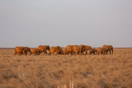 A family of elephants journeys across the red earth landscape of Tsavo East National Park. Gripped by drought, they must travel farther and farther to find food and water. (National Geographic for Disney/Maia Sherwood-Rogers)