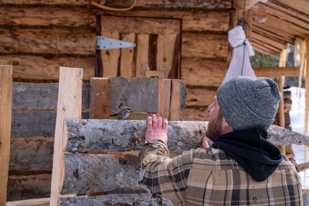A chickadee helps Johnny Rolfe concentrate while he builds a box seat for his dog Java. (BBC Studios Reality Production/Patrick Henderson)