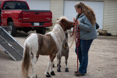 Charlie, the mini-horse, is in for a check-up and vaccines. (National Geographic/Grace Sabwira)