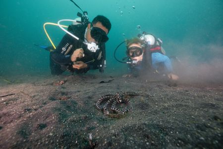 Renowned photographer and local dive guide, Benhur Sarinda, observes a striped Mimic octopus (Thaumoctopus mimicus) on black volcanic sand, while on a dive with Dr. Alex Schnell.  (National Geographic for Disney/Craig Parry)