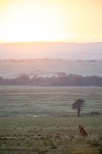 A lion looks out across the distant horizon at dawn, the first light casting a soft glow over the landscape. (National Geographic/Simon Blakeney)