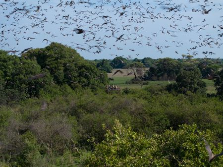 Charlie Stoddart, Kate Laurie and Frank Willems watch on as thousands of bats take to the skies in Zambia's swamp forest. (National Geographic/Charlie Stoddart)