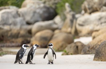 African penguins at the Boulders Beach colony in South Africa. (National Geographic/David Eastaugh)