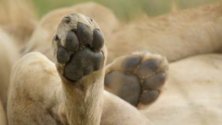 A closeup of a lion's paws. (National Geographic/Rolf Steinmann)