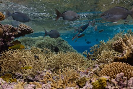 Fish swimming through coral at Beveridge Reef are observed during the National Geographic Pristine Seas expedition. National Geographic Pristine Seas, in collaboration with the Governments of Niue (GON) and Tofia Niue, embarked on a scientific survey to document marine biodiversity in the small island nation known for its crystal-clear waters teeming with sea life—from humpback whales, gray reef sharks, 80-pound groupers, and other marine life. Located in the South Pacific, 1,300 miles northeast of New Zealand between Fiji, Samoa and Tonga, Niue is one of the largest elevated coral atolls in the world. The Pristine Seas Niue expedition is the third stop on The Global Expedition, an ambitious five-year collaboration with central and western Pacific Island nations. (National Geographic/Manu San Félix)