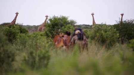 Members of the Nharo San community sneak towards giraffes in background with Will Smith.(credit: National Geographic/Dionne Bromfield)