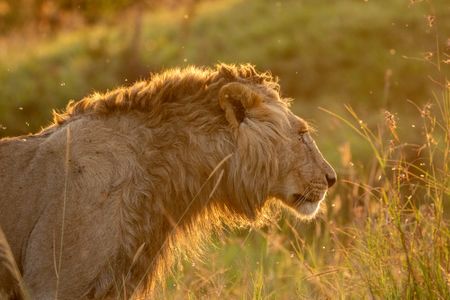 Nzuri, one of Kio's brothers, stands in the long grass, bathed in golden light. (National Geographic/Claire Arthur)