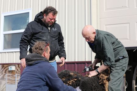 Ben Reinhold holds one of the Merino sheep as Charles Pol watches Dr. Pol shear the sheep's wool, at the Pol family's farm. (National Geographic)