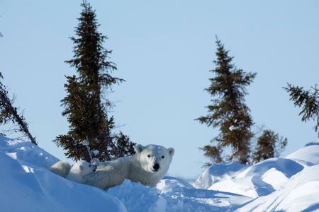 Two polar bear cubs rest on their mom after emerging from their den. (National Geographic for Disney/Henry Anderson-Elliott)