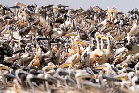 Great white pelicans and their chicks nesting on an island in the Senegal river. (National Geographic/Hedvika Michnova)