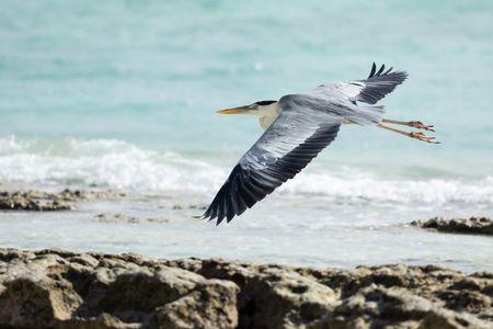 A grey heron flying on the shore of Aldabra, Seychelles. (National Geographic/Sam Lewis)