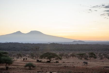 The savanna around Mzima Springs with a herd of African elephants. (National Geographic/Clare Kingston)
