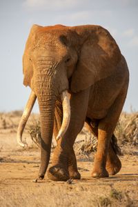 A large lone bull walks to the water. (National Geographic for Disney/Maia Sherwood-Rogers)